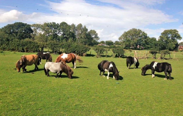 Shetland group