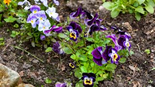 Violas in soil