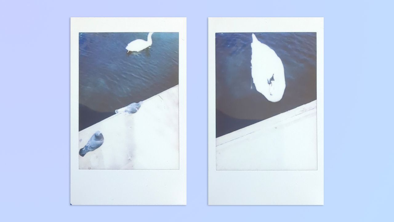 Photos taken on a Fujifilm Instax mini 41