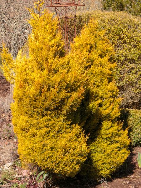 Yellow Lemon Cypress Evergreen Shrub