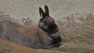 Brown rabbit relaxing in sunshine