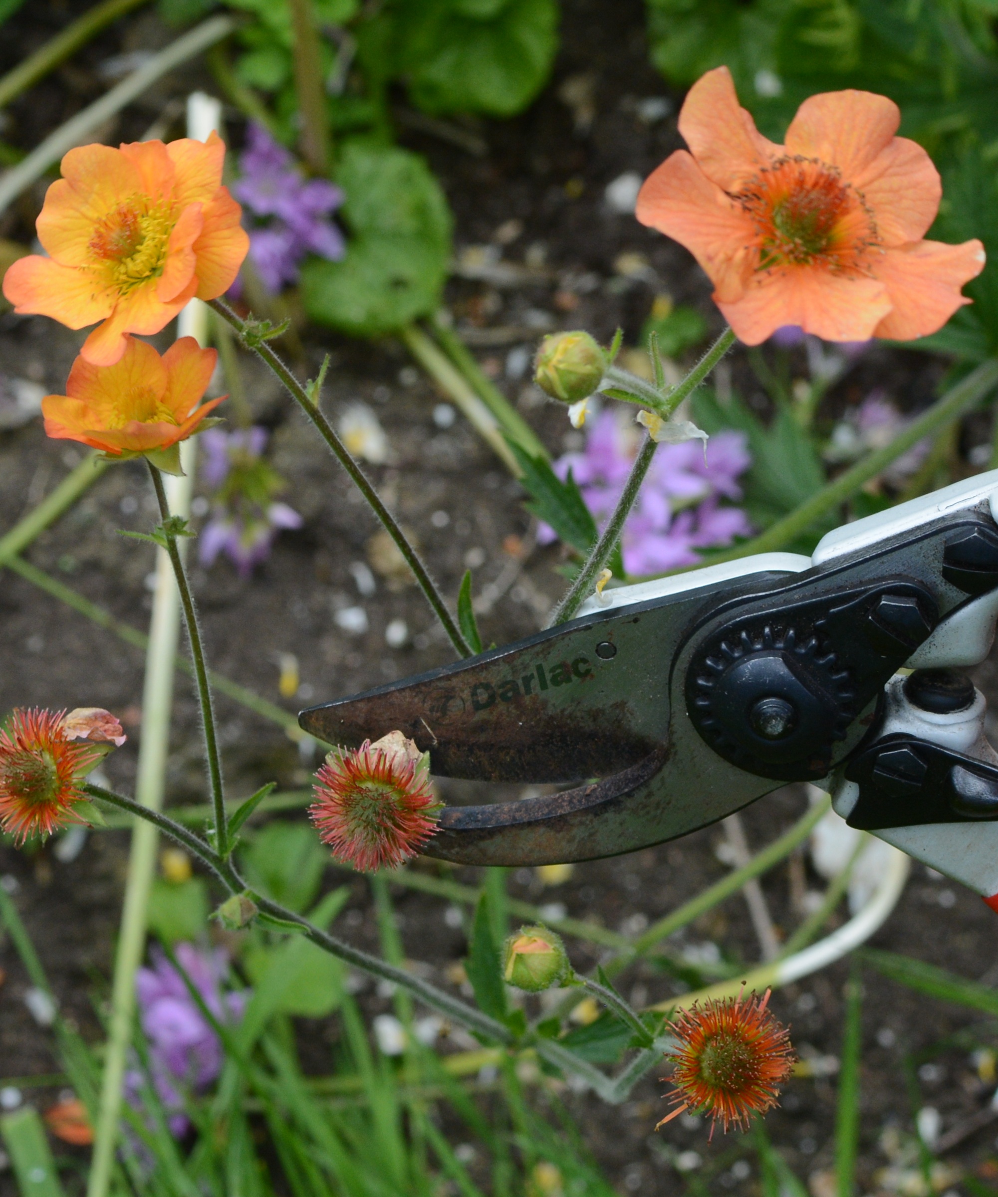 Deadheading a geum with secateurs