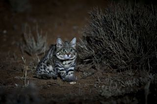 Black-footed cat, super cats nature pbs