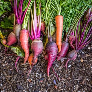 A mix of purple and orange carrots in a vegetable garden