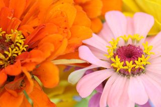 how to grow zinnias-andy-makely-unsplash