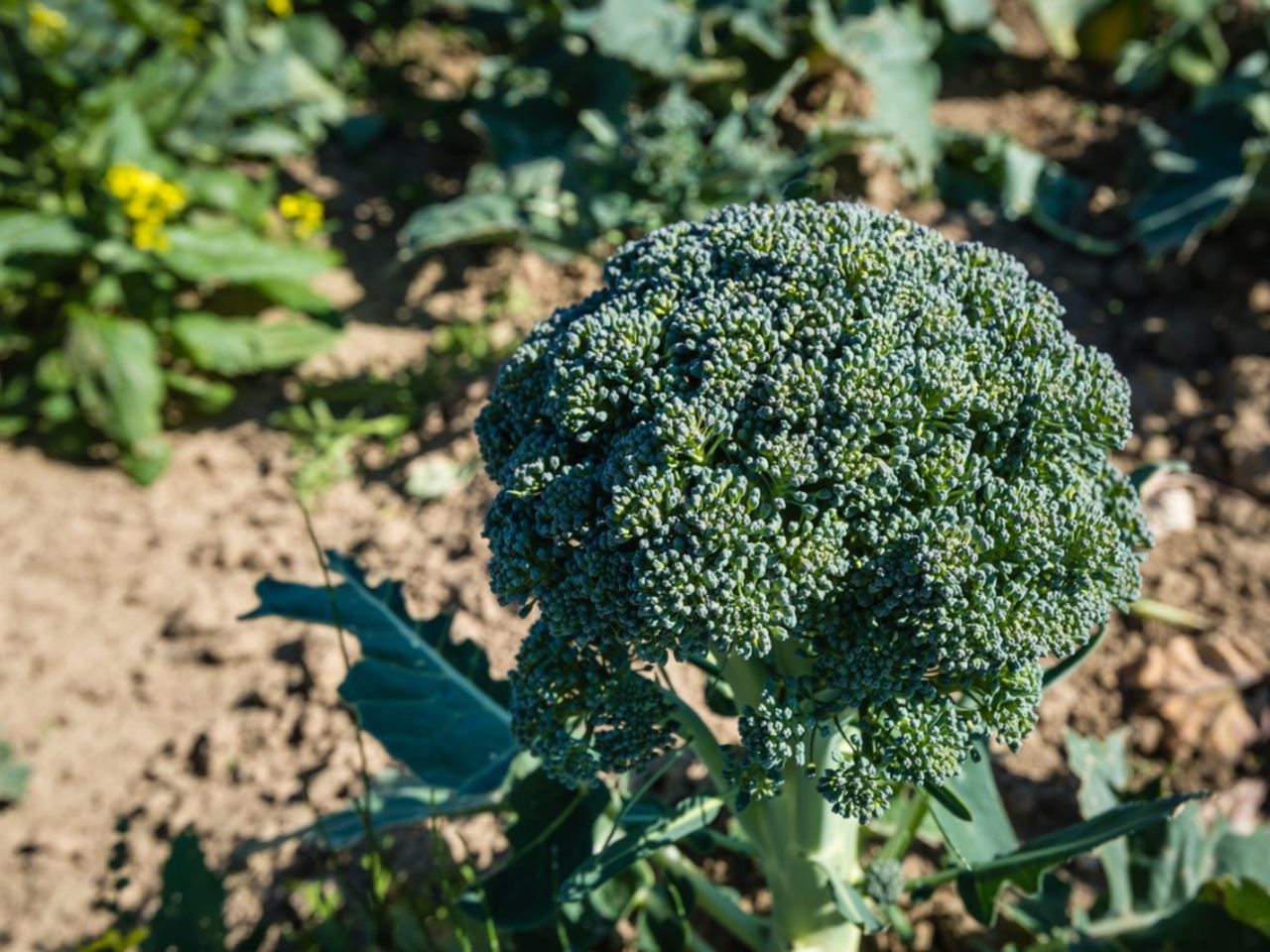 Calabrese Sprouting Broccoli In The Garden