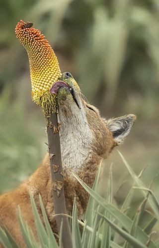 A close-up of a wolf licking a red and yellow flower