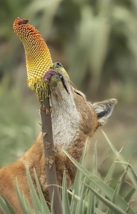 Wolves in Ethiopia spotted licking 'red hot poker' flowers like ...