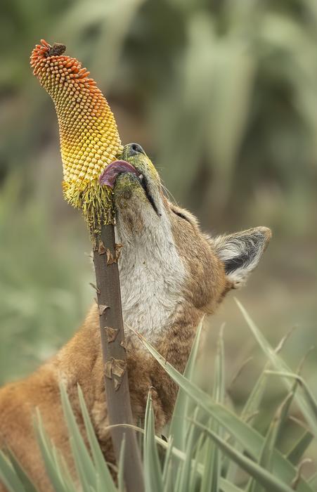 Wolves in Ethiopia noticed licking ‘purple scorching poker’ vegetation like lollipops