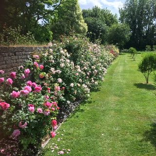 garden with rose pink flower and green grass
