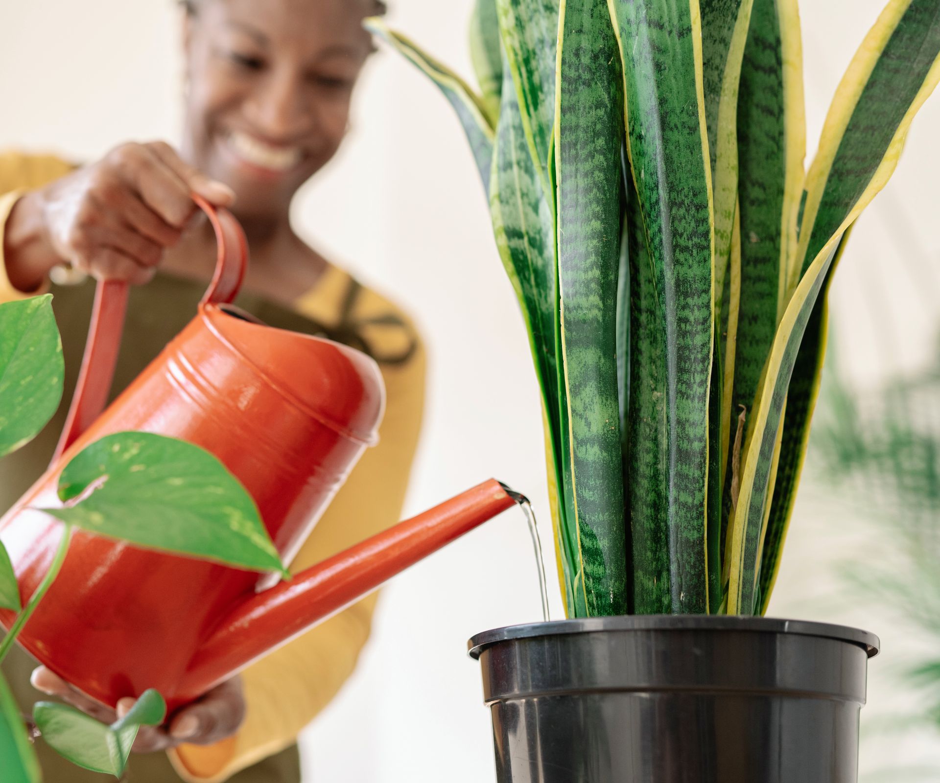 Black woman waters snake plant with orange watering can