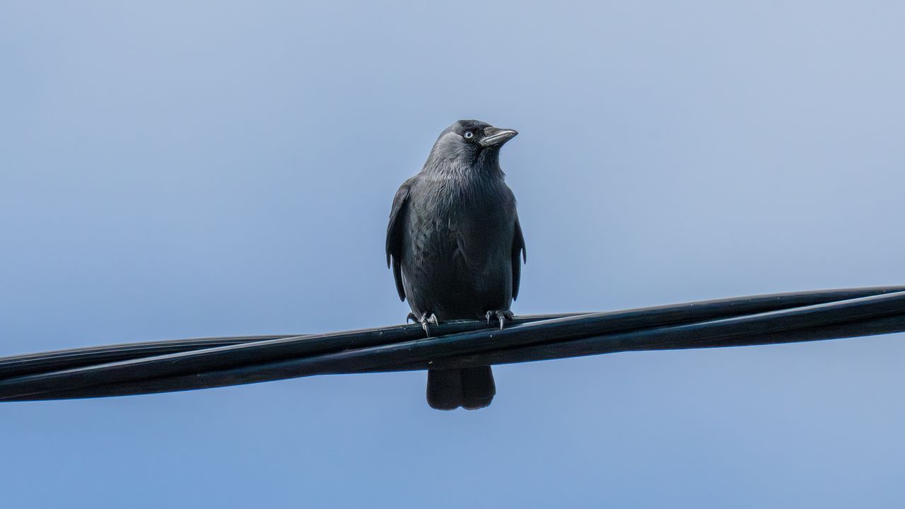 jackdaw sat on a telephone pole