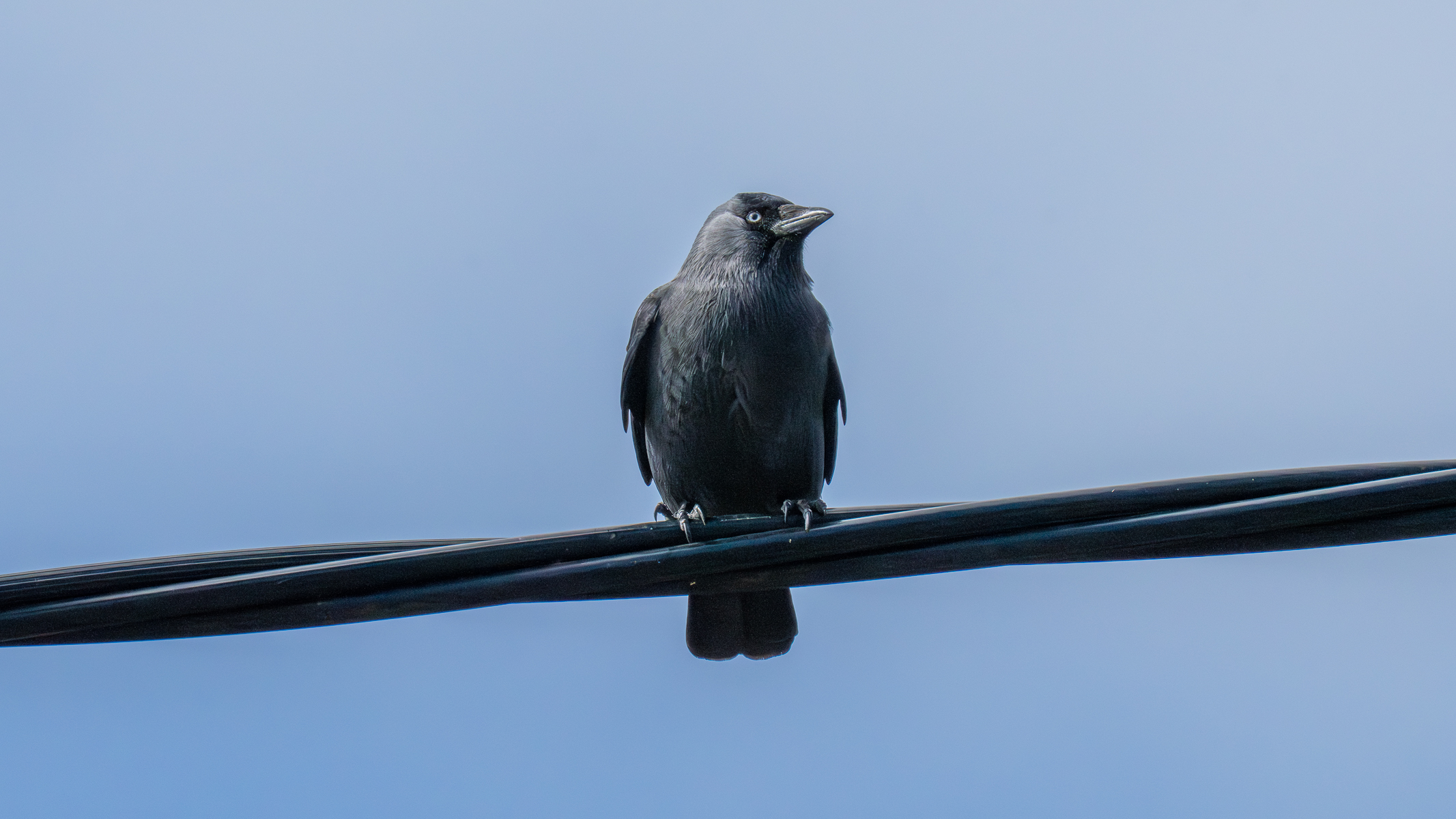jackdaw sat on a telephone pole