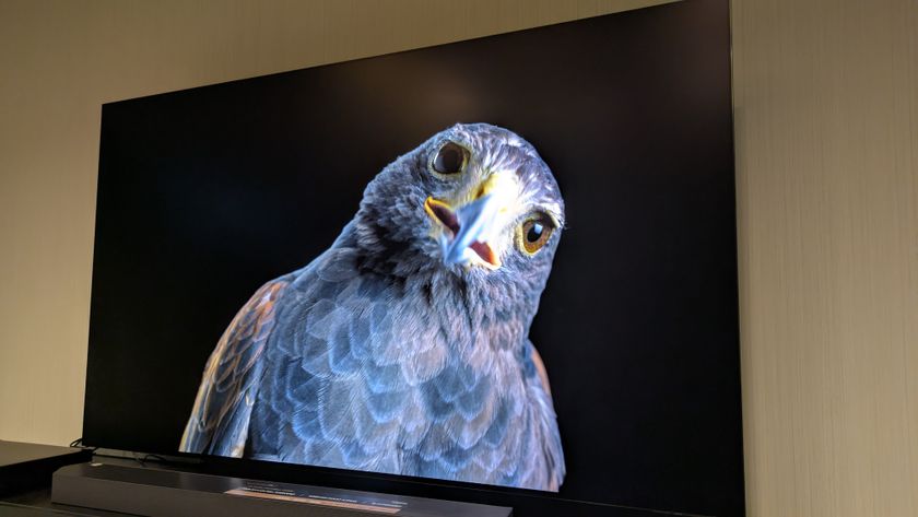 The Samsung S95F TV showing a bird, with a very slight reflection haze next to the bird&#039;s head