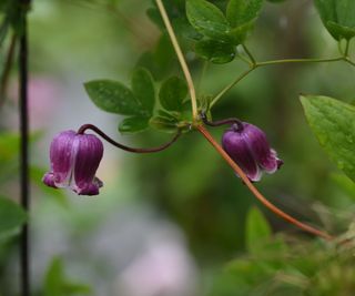 Bell-shaped clematis blooms in deep pink with green foliage