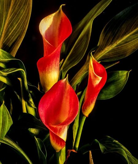 calla flowers