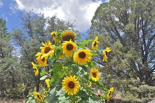 Sunflowers grow best in 100 percent sunshine.