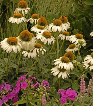 White Swan coneflowers in the garden