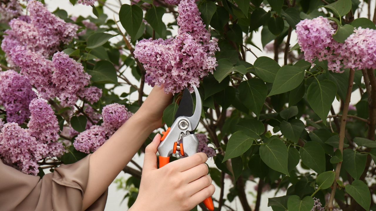 Pruning a lilac shrub with pruning shears