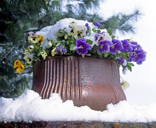 winter pansy in pot outside in snow