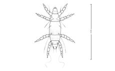 pyemotes ventricosus, straw itch mite