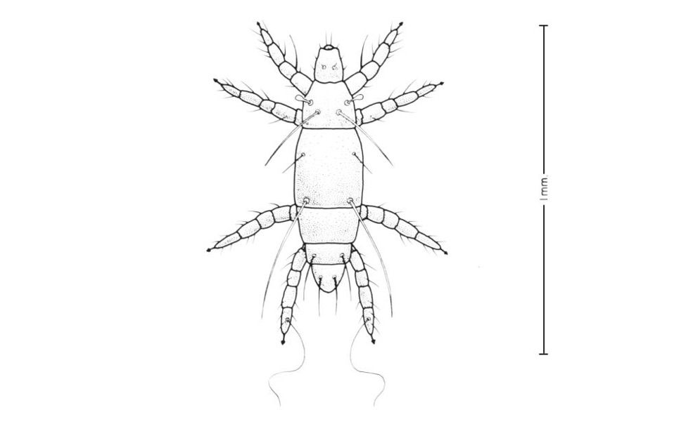 pyemotes ventricosus, straw itch mite