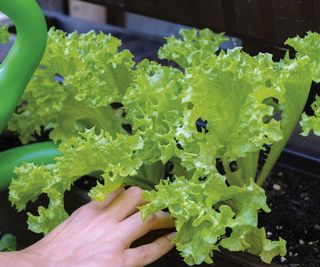 Gardener's hand watering lettuce in the garden