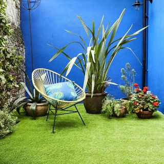 Blue garden wall, artificial grass, rattan chair and selection of plants
