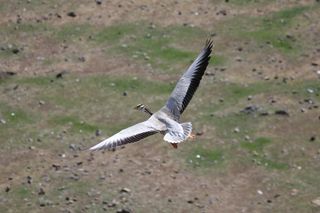 bar-headed goose