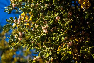 American mistletoe growing in the wild