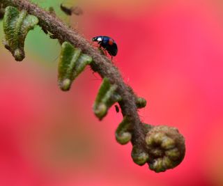 Ladybug and aphids on a fern frond