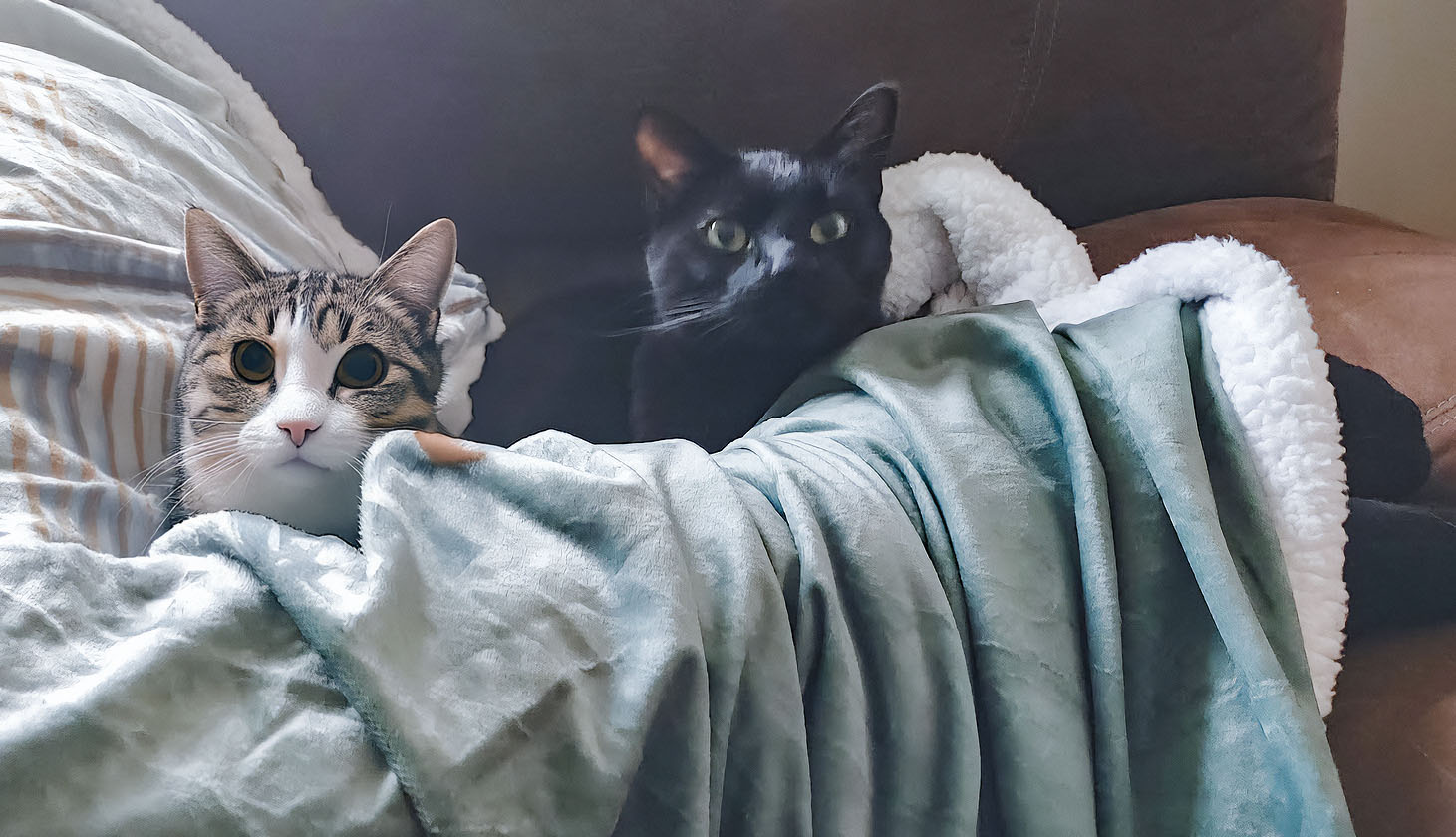 Photo that has been edited with AI to include two cats in a blanket.