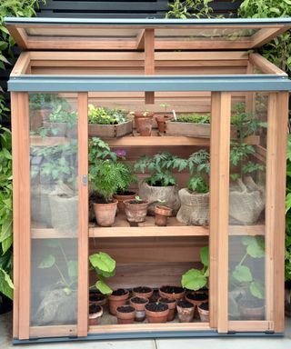 mini greenhouse with plants