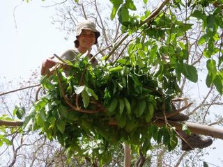 Anthropologist sleeps in chimp nest