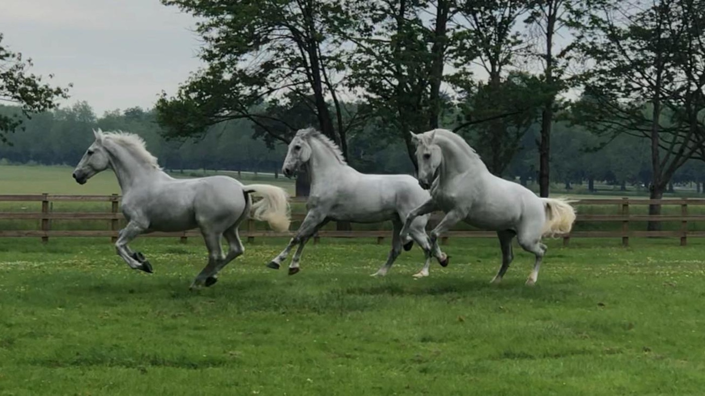 Tyrone, Meg and Storm before work_send by their breeder and Horse Trust Facebook follower