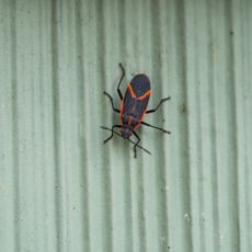 Boxelder beetle on green wall