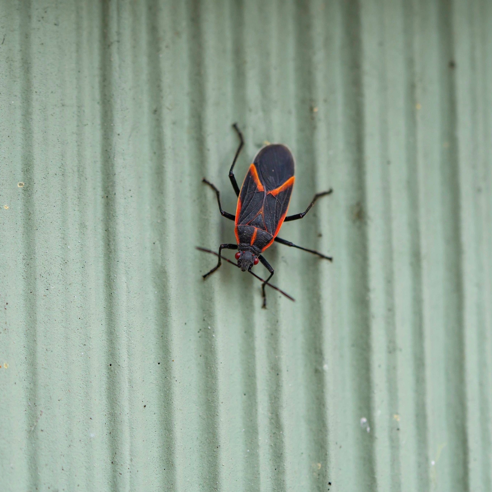 Boxelder beetle on green wall