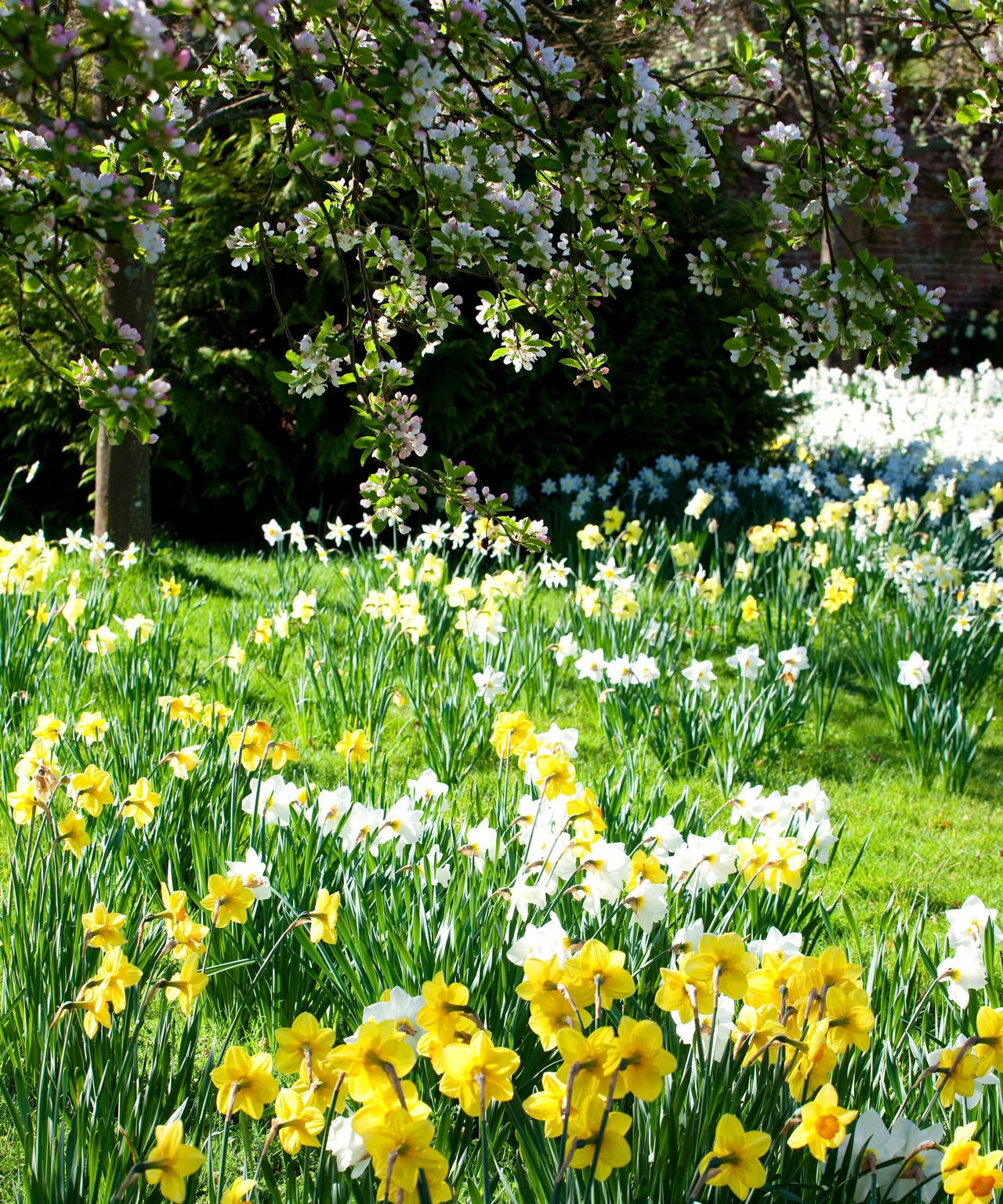 When to cut back daffodils? | Homes & Gardens