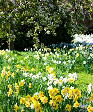 daffodils naturalized in grass under blossom trees