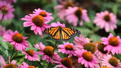 A golden-winged butterfly is visiting the pinkish-purple blooms of a purple coneflower plant
