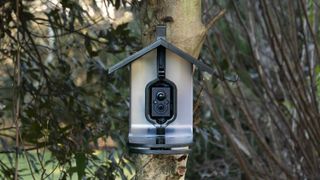 FeatherSnap Bird Feeder camera strapped around a tree with bamboo backdrop