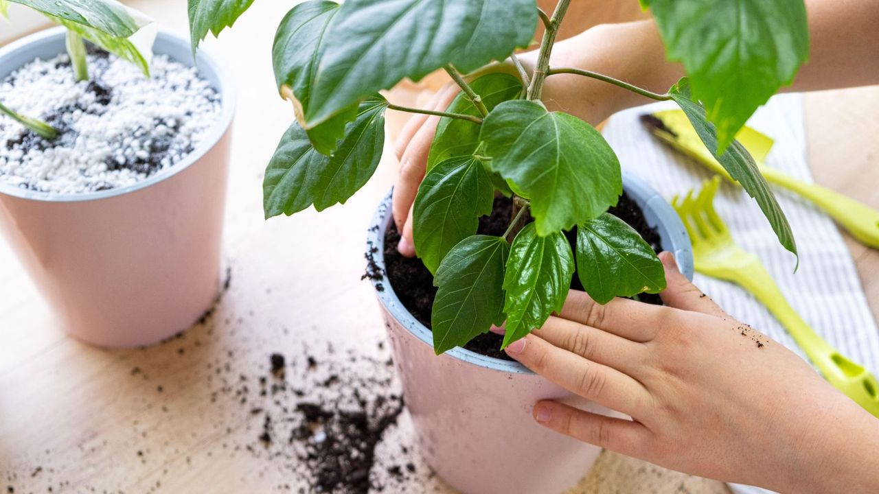 A hand on a plant pot adding more soil to a house plant, soil spilt on the table