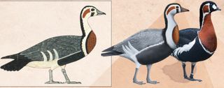 The ancient goose in the painting (left) is most similar to a red-breasted goose (Branta ruficollis) but has major differences as can be seen in the comparison of a reconstructed version (middle) with the red-breasted goose (right).