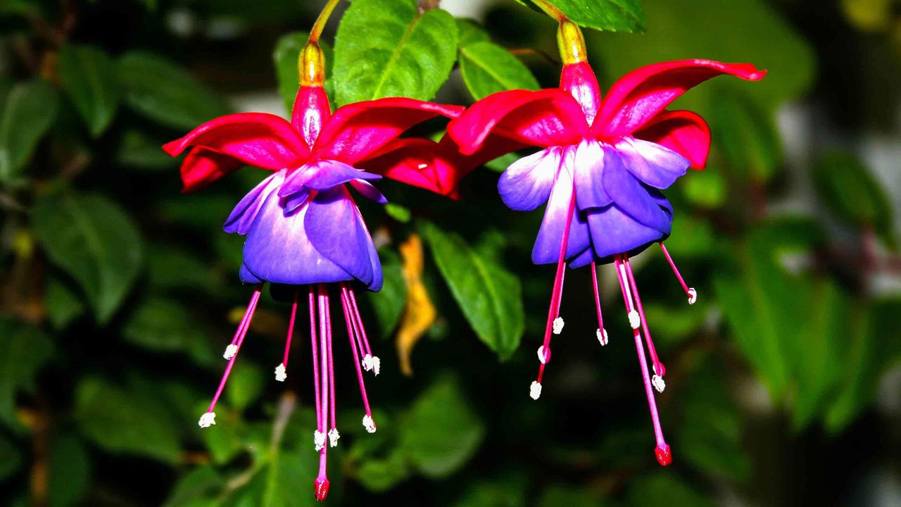 Dramatic purple and cerise flowers of a fuchsia