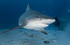 Bull shark