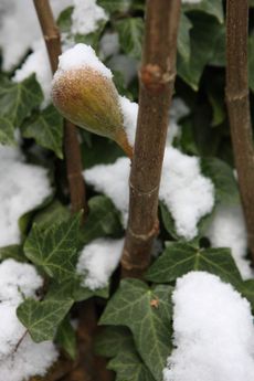 Fig Tree Covered In Snow
