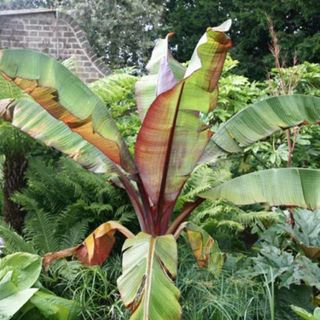 Red abyssinian banana plant