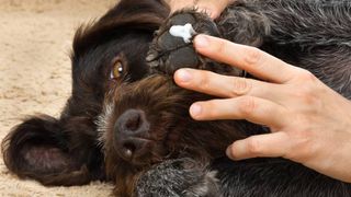 dry skin for dogs home treatments