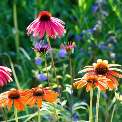 Zone 6 perennial flowers - coneflower