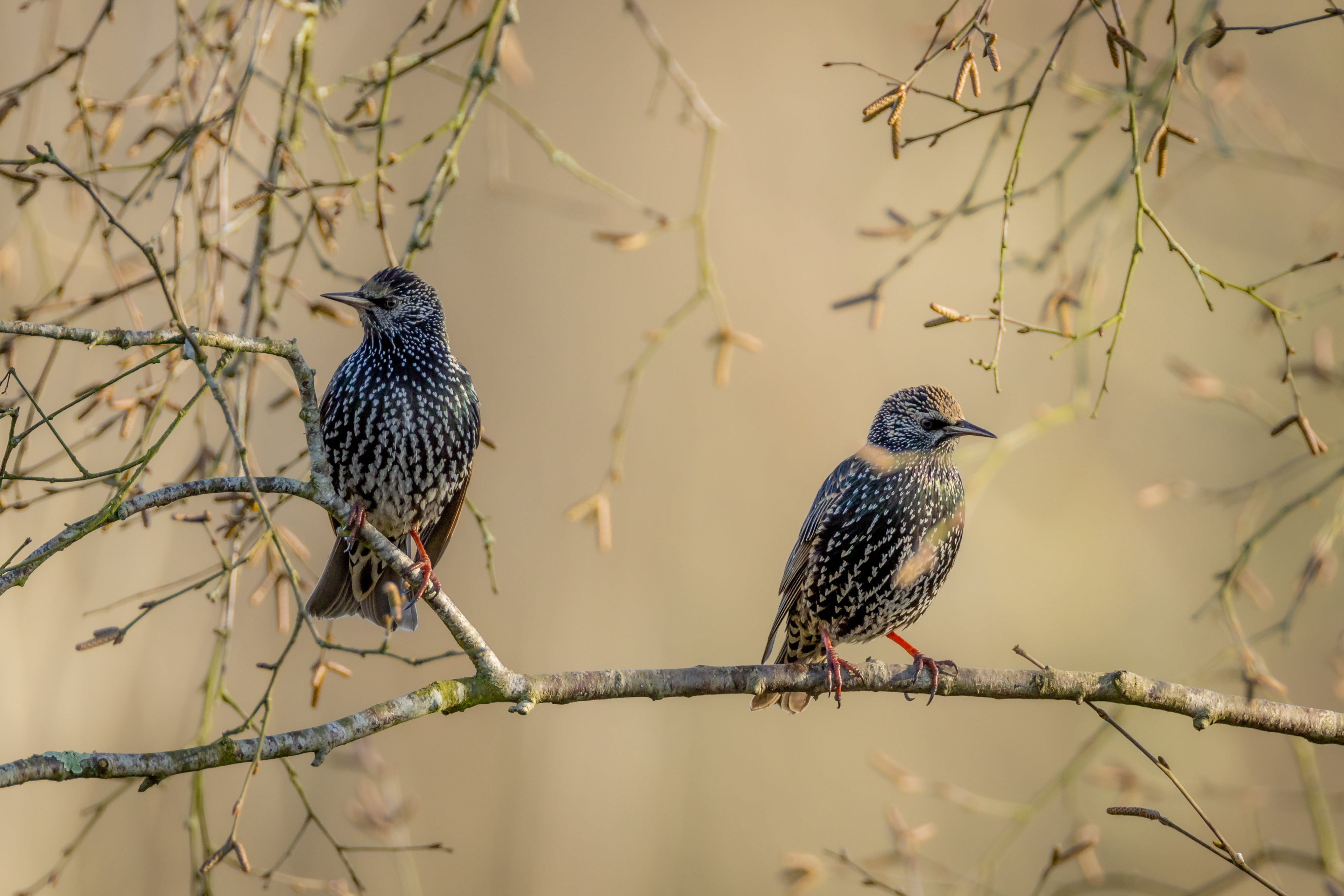 GuruShots - Nature March 2026